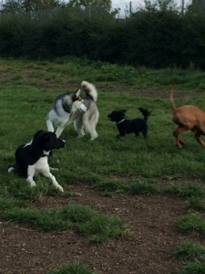 “Walkies” Dog Walking Services 07515 340 971 - Gallery image