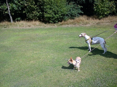 “Walkies” Dog Walking Services 07515 340 971 - Gallery image