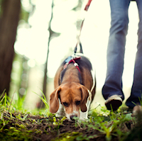 Dog Walking Services in Widness