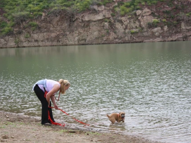 Training abandoned pets in Spain