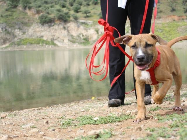 Training abandoned pets in Spain