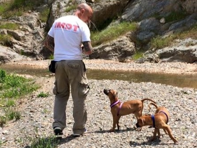 Training abandoned pets in Spain